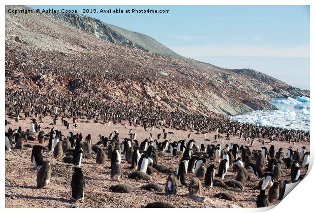 Adelie Penguin colony. Print by Ashley Cooper