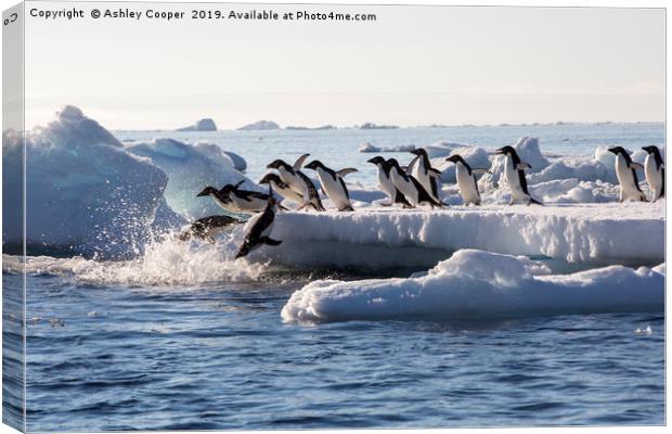 Diving penguins. Canvas Print by Ashley Cooper