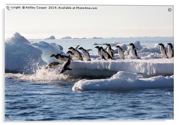 Diving penguins. Acrylic by Ashley Cooper
