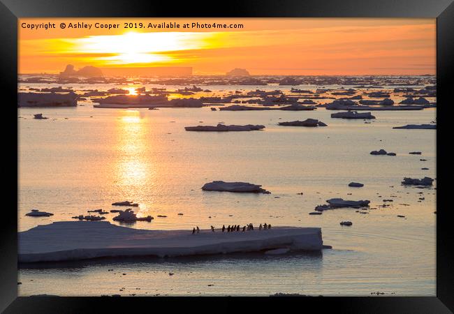 Iceberg sunset. Framed Print by Ashley Cooper