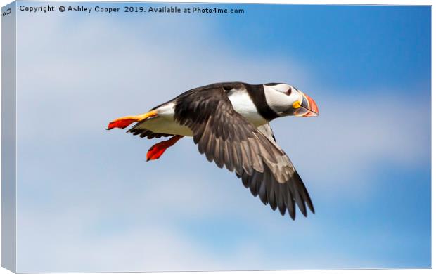 Puffin flight. Canvas Print by Ashley Cooper