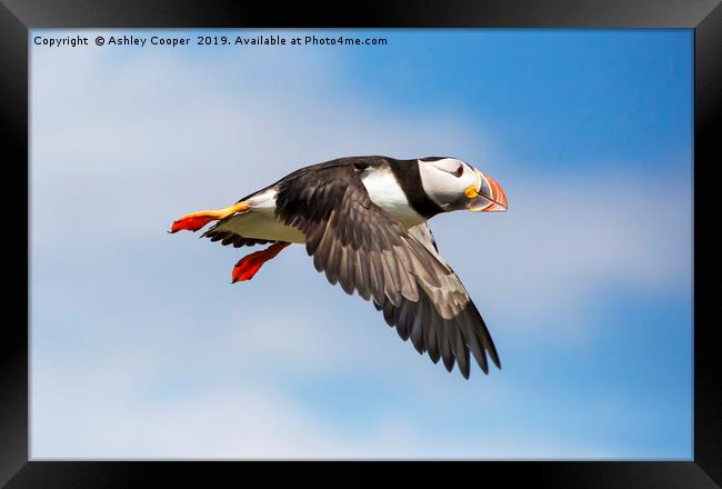 Puffin flight. Framed Print by Ashley Cooper