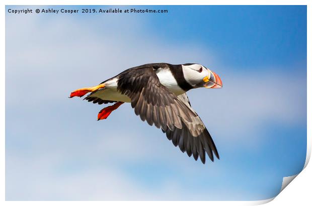 Puffin flight. Print by Ashley Cooper