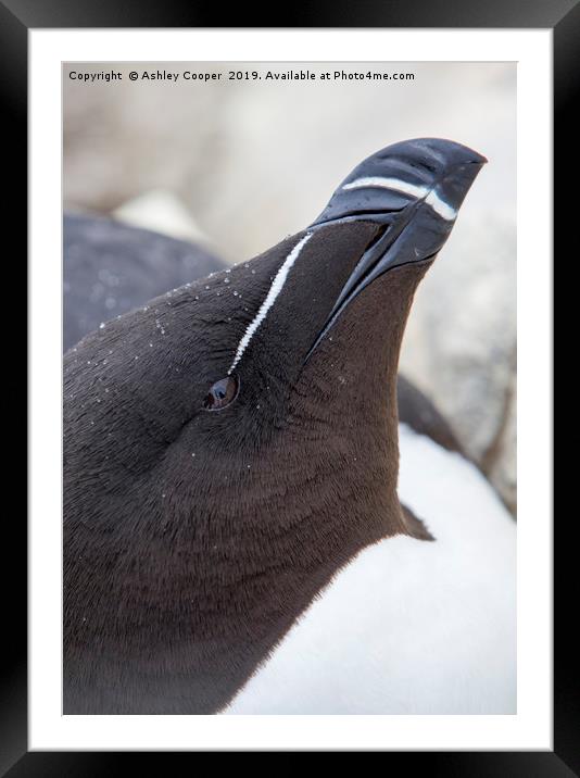 Razorbill rain. Framed Mounted Print by Ashley Cooper