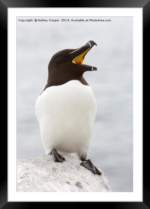 Razorbill sound. Framed Mounted Print by Ashley Cooper