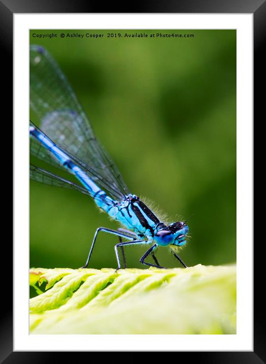 Blue Damselfly Framed Mounted Print by Ashley Cooper