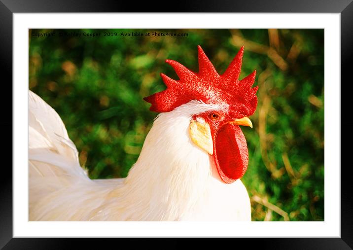 Cockerel Framed Mounted Print by Ashley Cooper