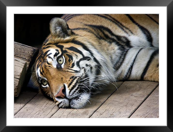 Sumatran tiger Framed Mounted Print by Tony Bates