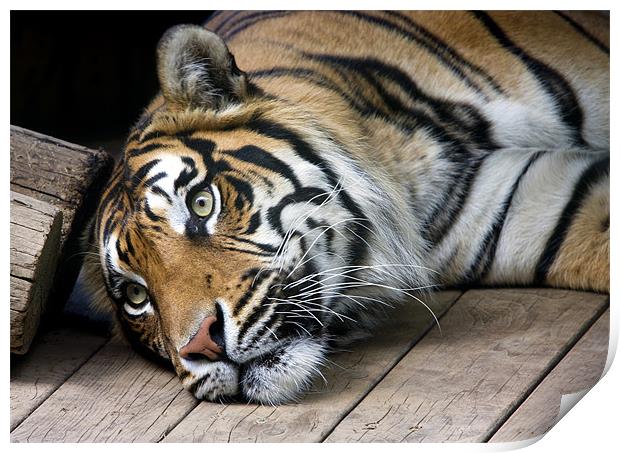 Sumatran tiger Print by Tony Bates