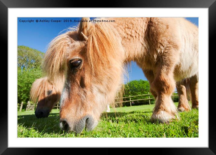  Shetland pony  Framed Mounted Print by Ashley Cooper
