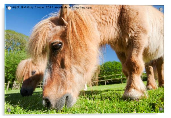  Shetland pony  Acrylic by Ashley Cooper