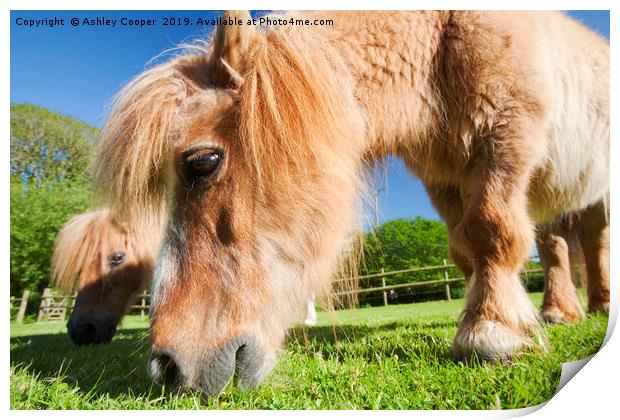  Shetland pony  Print by Ashley Cooper