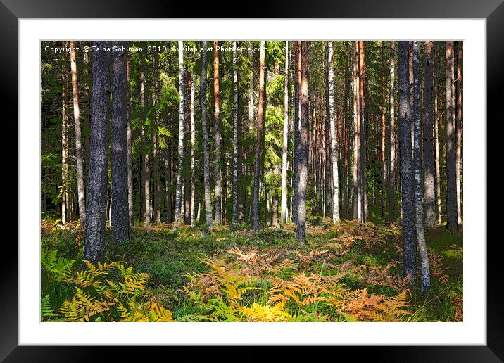 Autumn Forest  Framed Mounted Print by Taina Sohlman
