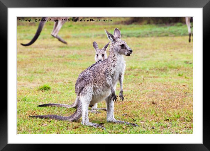 Kangaroos Framed Mounted Print by Ashley Cooper