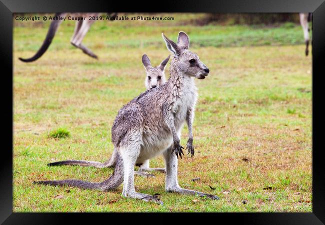 Kangaroos Framed Print by Ashley Cooper