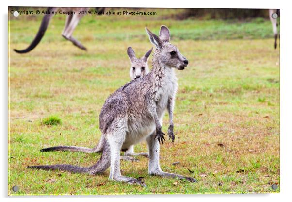 Kangaroos Acrylic by Ashley Cooper