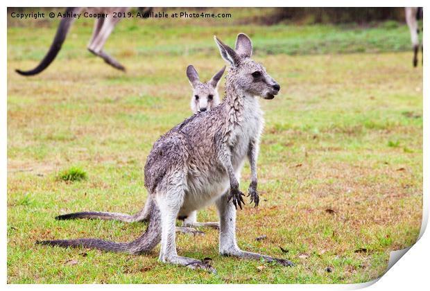 Kangaroos Print by Ashley Cooper