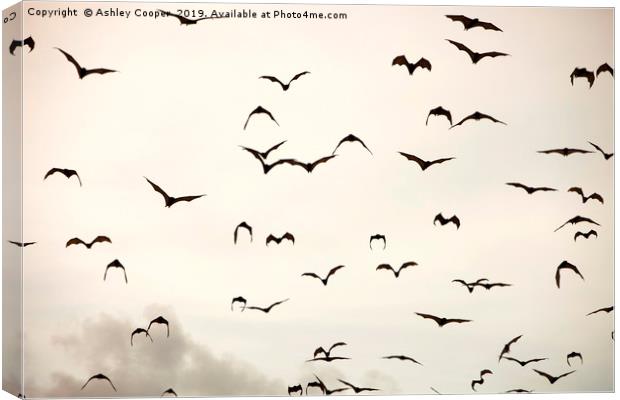 Bat flight. Canvas Print by Ashley Cooper