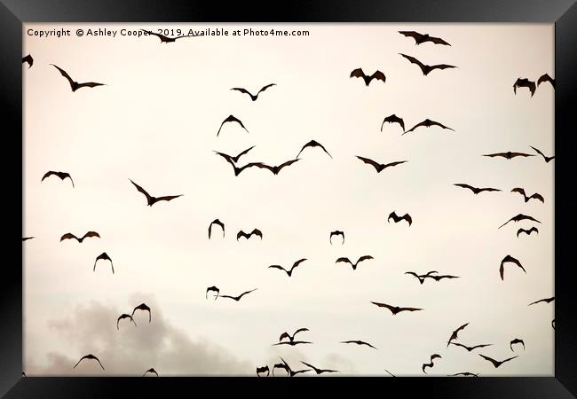 Bat flight. Framed Print by Ashley Cooper