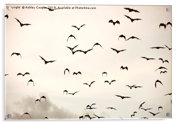 Bat flight. Acrylic by Ashley Cooper