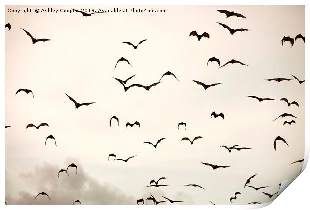 Bat flight. Print by Ashley Cooper