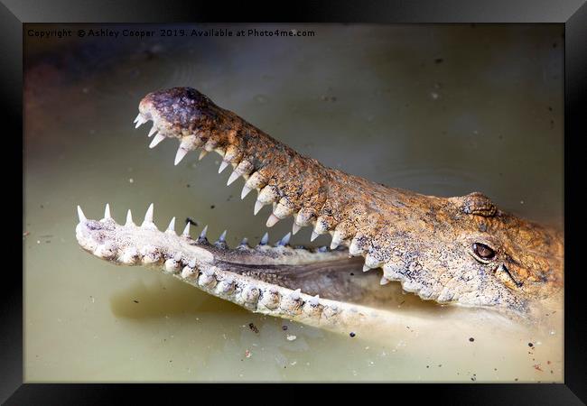 Crocodile. Framed Print by Ashley Cooper