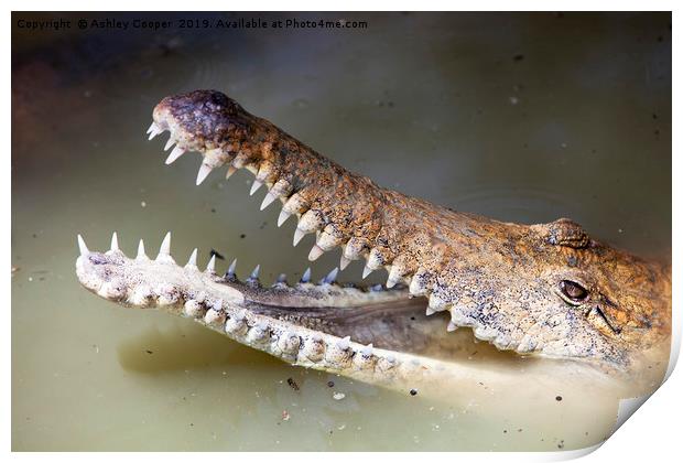 Crocodile. Print by Ashley Cooper