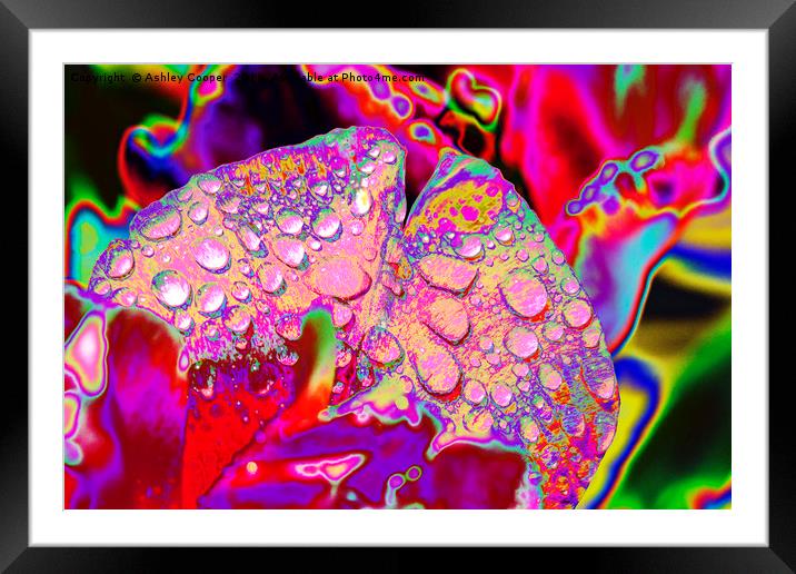 raindrop art. Framed Mounted Print by Ashley Cooper