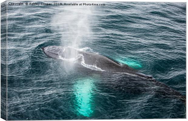 Whale blow Canvas Print by Ashley Cooper