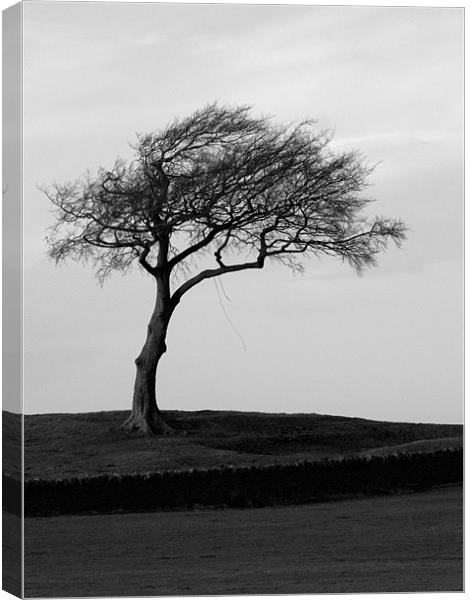 The lonesome leaning tree Canvas Print by Craig Coleran