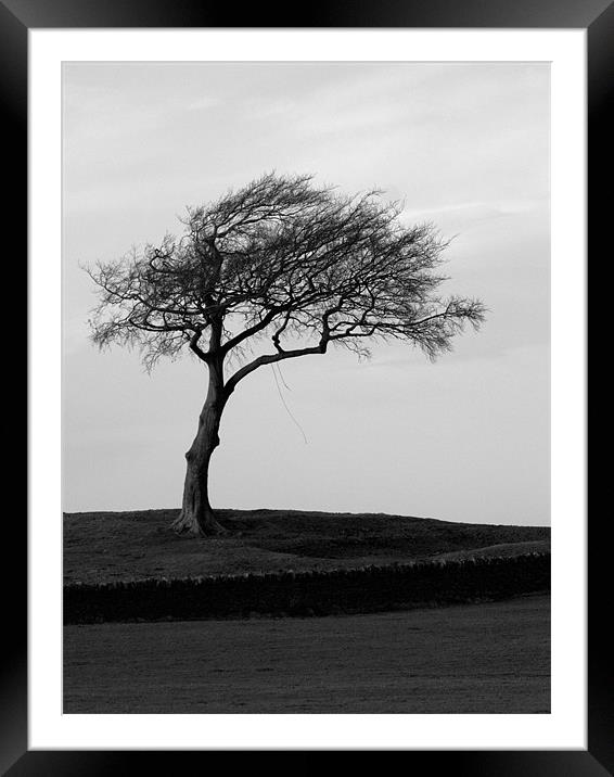 The lonesome leaning tree Framed Mounted Print by Craig Coleran