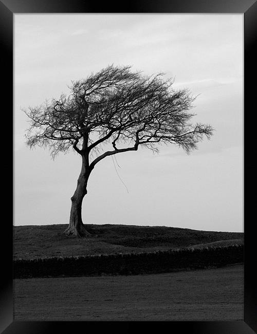 The lonesome leaning tree Framed Print by Craig Coleran