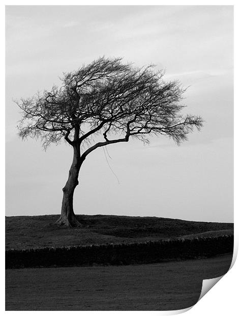 The lonesome leaning tree Print by Craig Coleran