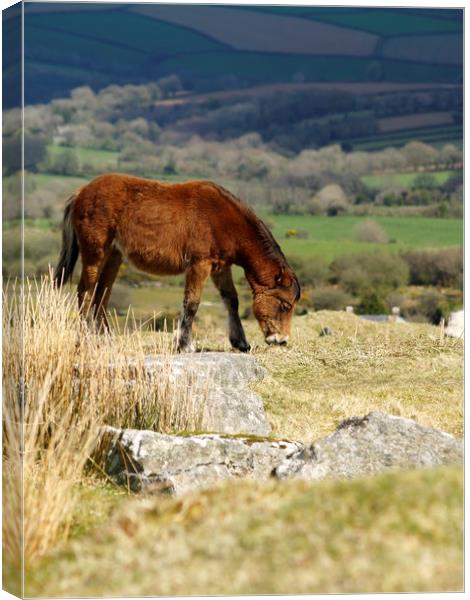 Moorland Pony   Canvas Print by Dave Bell
