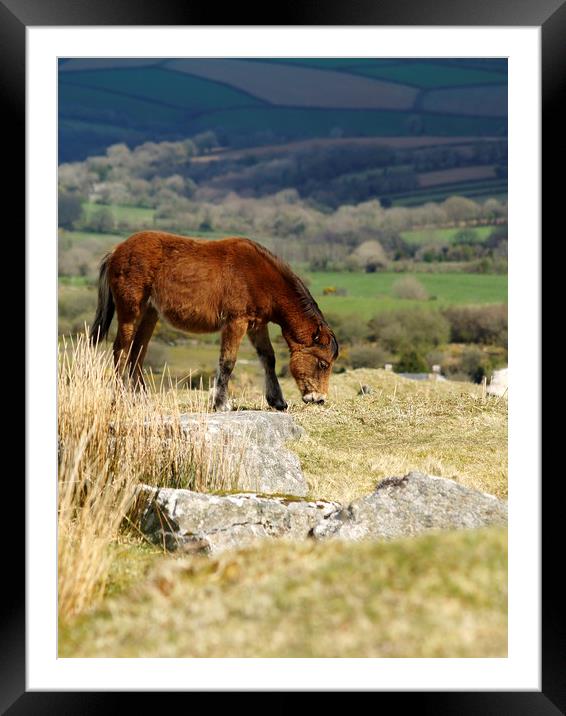 Moorland Pony   Framed Mounted Print by Dave Bell
