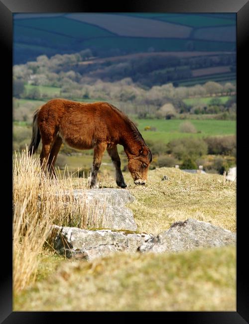 Moorland Pony   Framed Print by Dave Bell