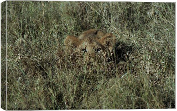 Lion Cub Canvas Print by Jim Tampin
