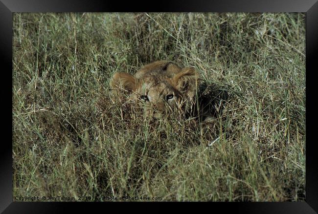 Lion Cub Framed Print by Jim Tampin