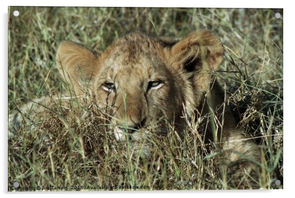 Lion Cub Acrylic by Jim Tampin
