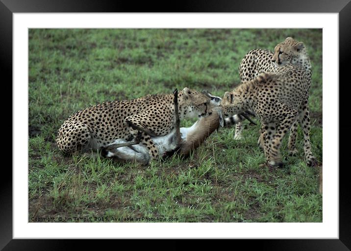 Cheetah kill, Masai Mara. Framed Mounted Print by Jim Tampin