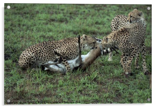 Cheetah kill, Masai Mara. Acrylic by Jim Tampin