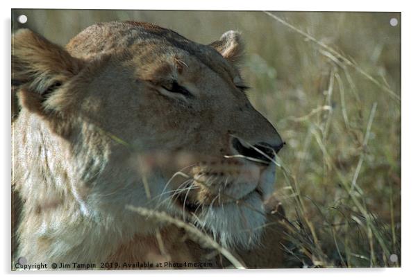 Lioness portrait, Masai Mara. Acrylic by Jim Tampin