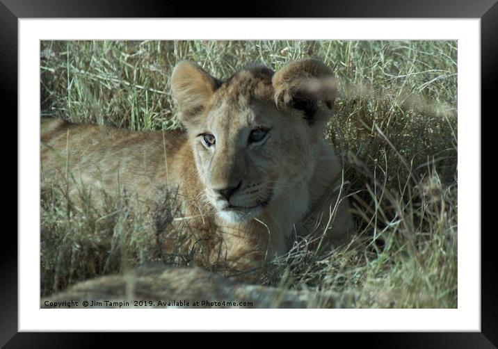 Lion cub, Masai Mara. Framed Mounted Print by Jim Tampin