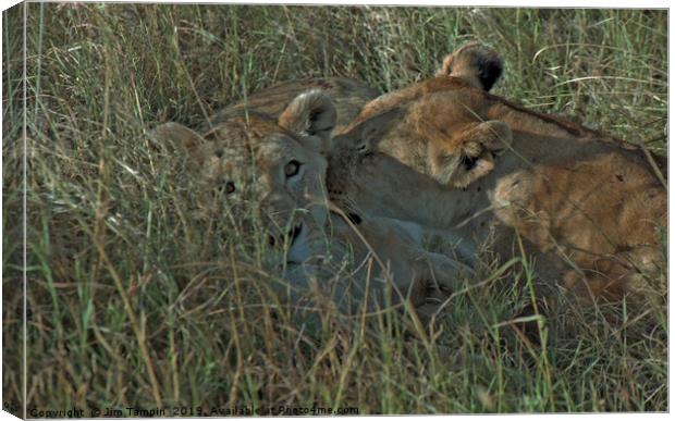 Lioness with cub Canvas Print by Jim Tampin