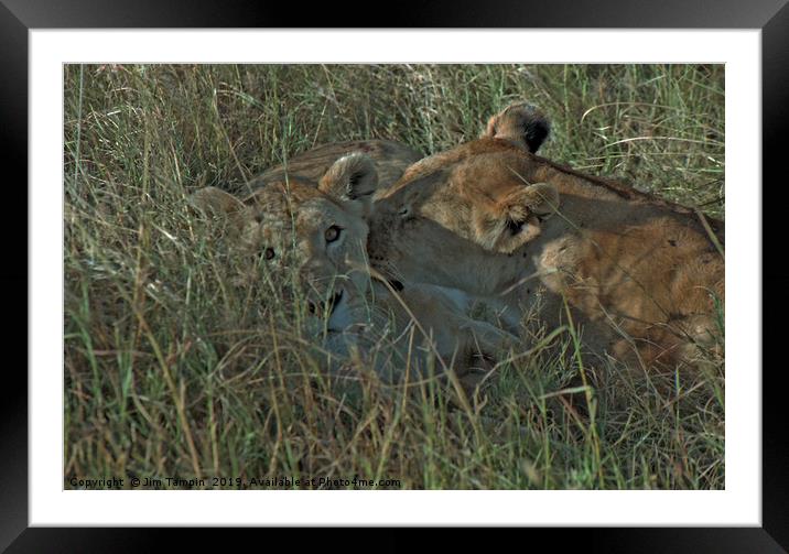 Lioness with cub Framed Mounted Print by Jim Tampin