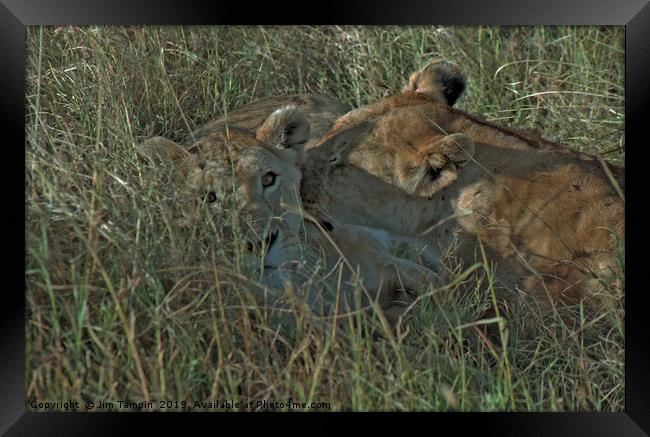 Lioness with cub Framed Print by Jim Tampin