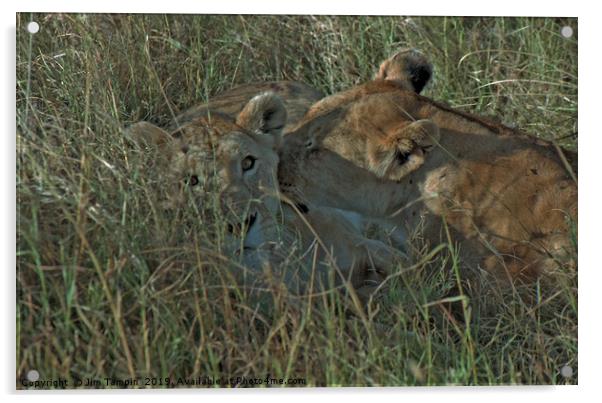 Lioness with cub Acrylic by Jim Tampin