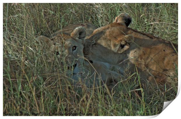 Lioness with cub Print by Jim Tampin
