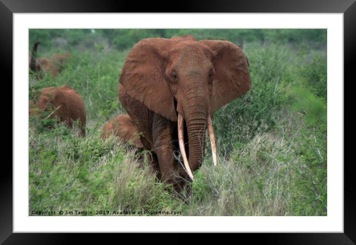Elephant with young Framed Mounted Print by Jim Tampin