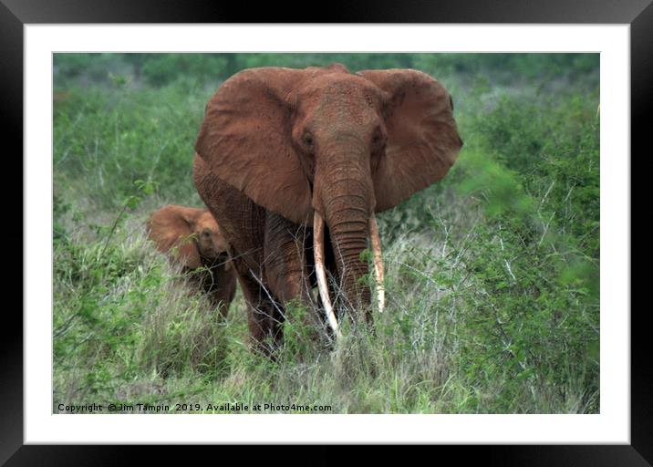 Elephant with young Framed Mounted Print by Jim Tampin